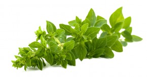 BIO oregano (dobromysl), svazek