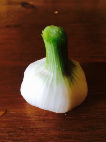 BIO MLAĎOUČKÝ ČESNEK 250G