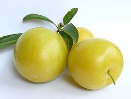 BIO RYNGLE